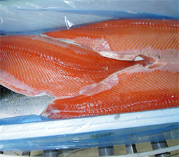 Norwegian Atlantic Salmon (Salmo Salar)