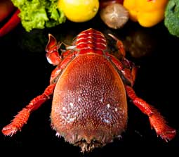 Spanner Crab (Ranina Ranina)